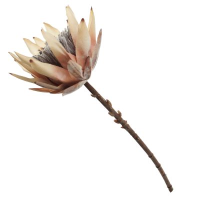 Dried King Protea Flower Stem