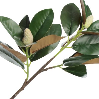 Magnolia Leaf Branch